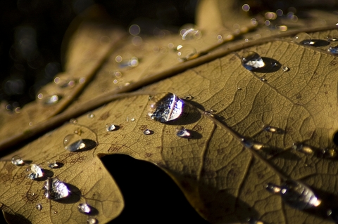 Lietaus lašai ant rudeninio lapo